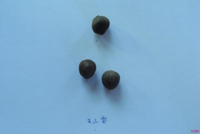 川鄂连蕊茶‘天山雪’